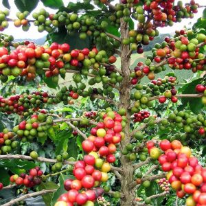 Coffee plants